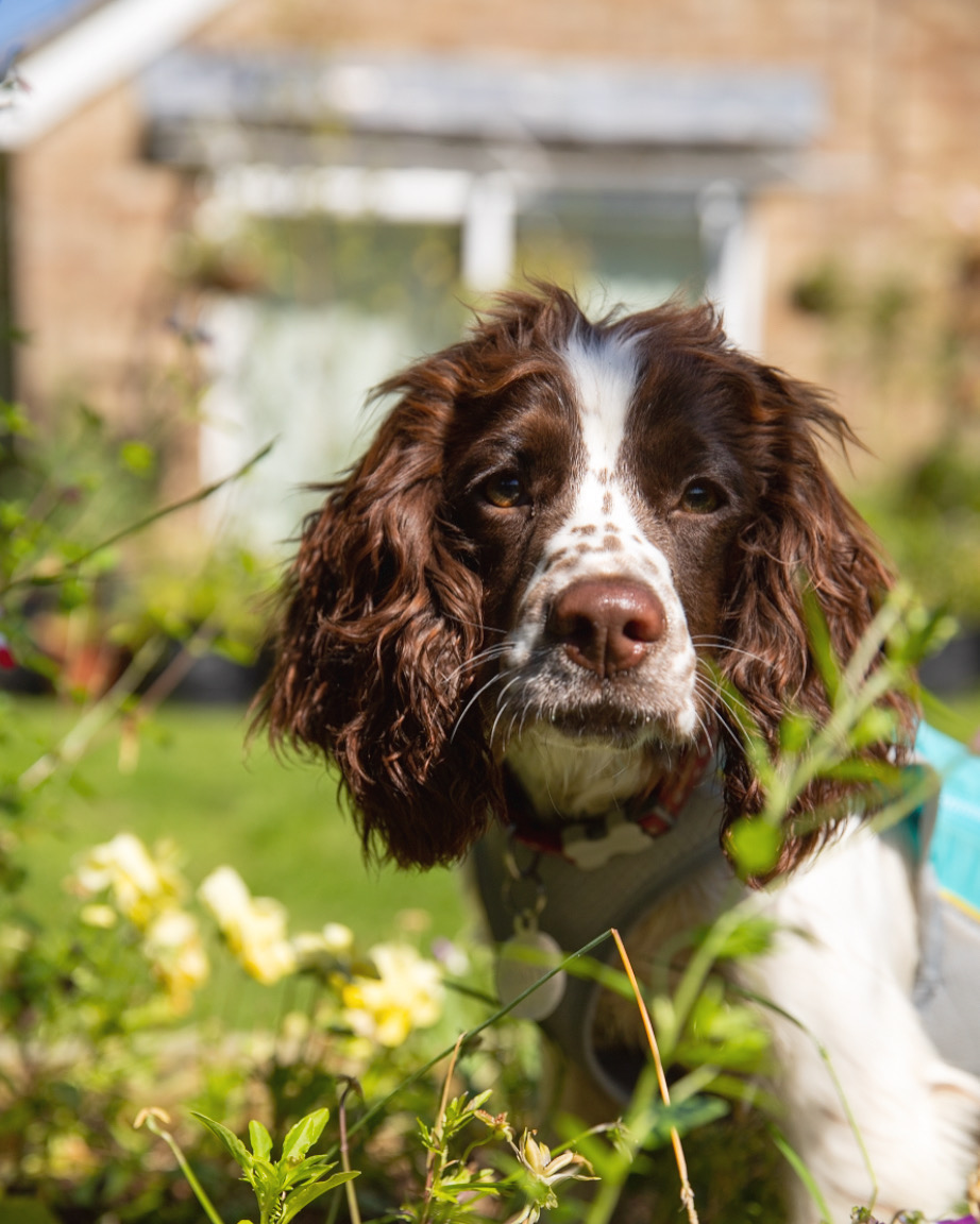 Our office and allotment helper, Paddy!