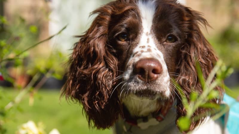 Our office and allotment helper, Paddy!