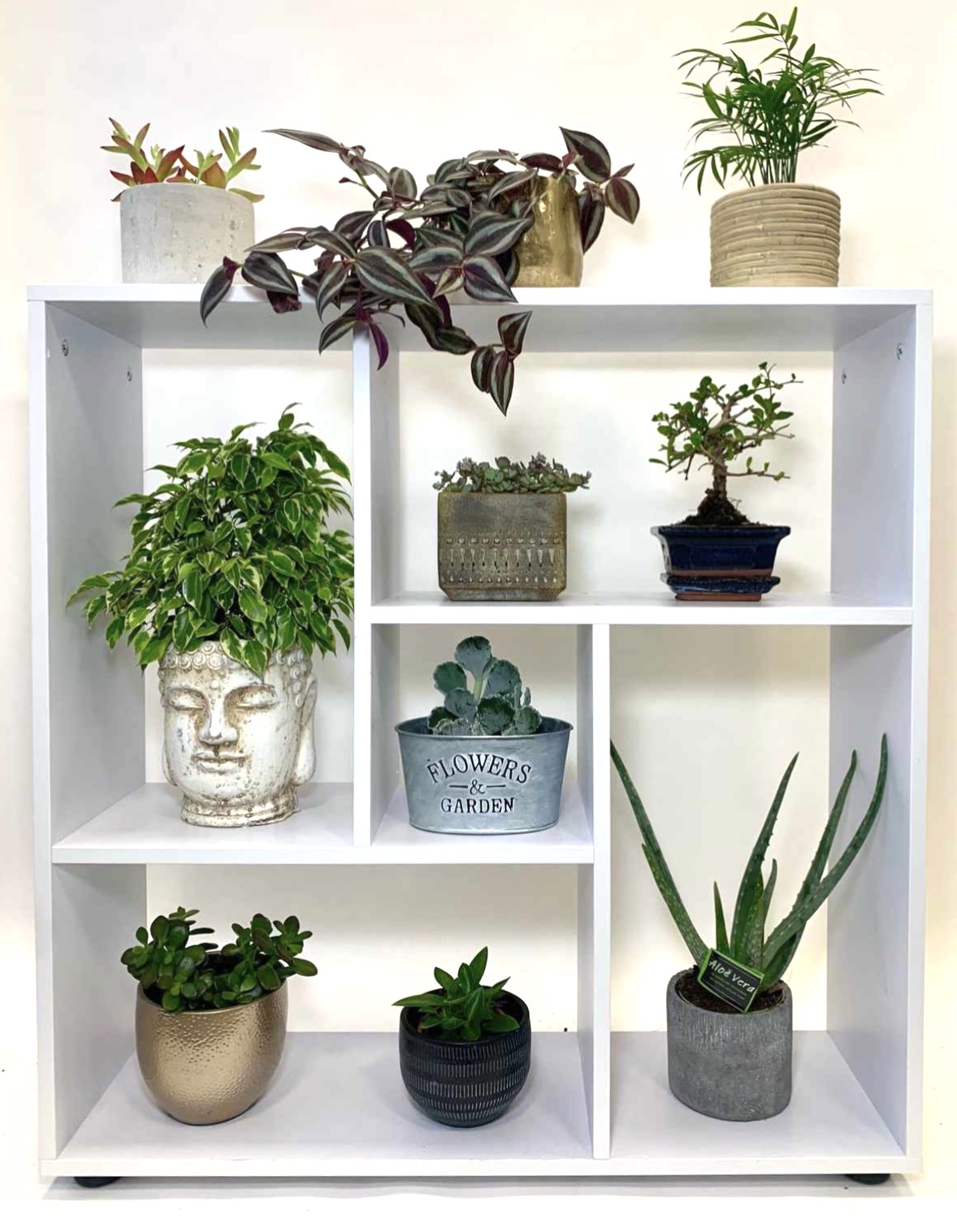 houseplants