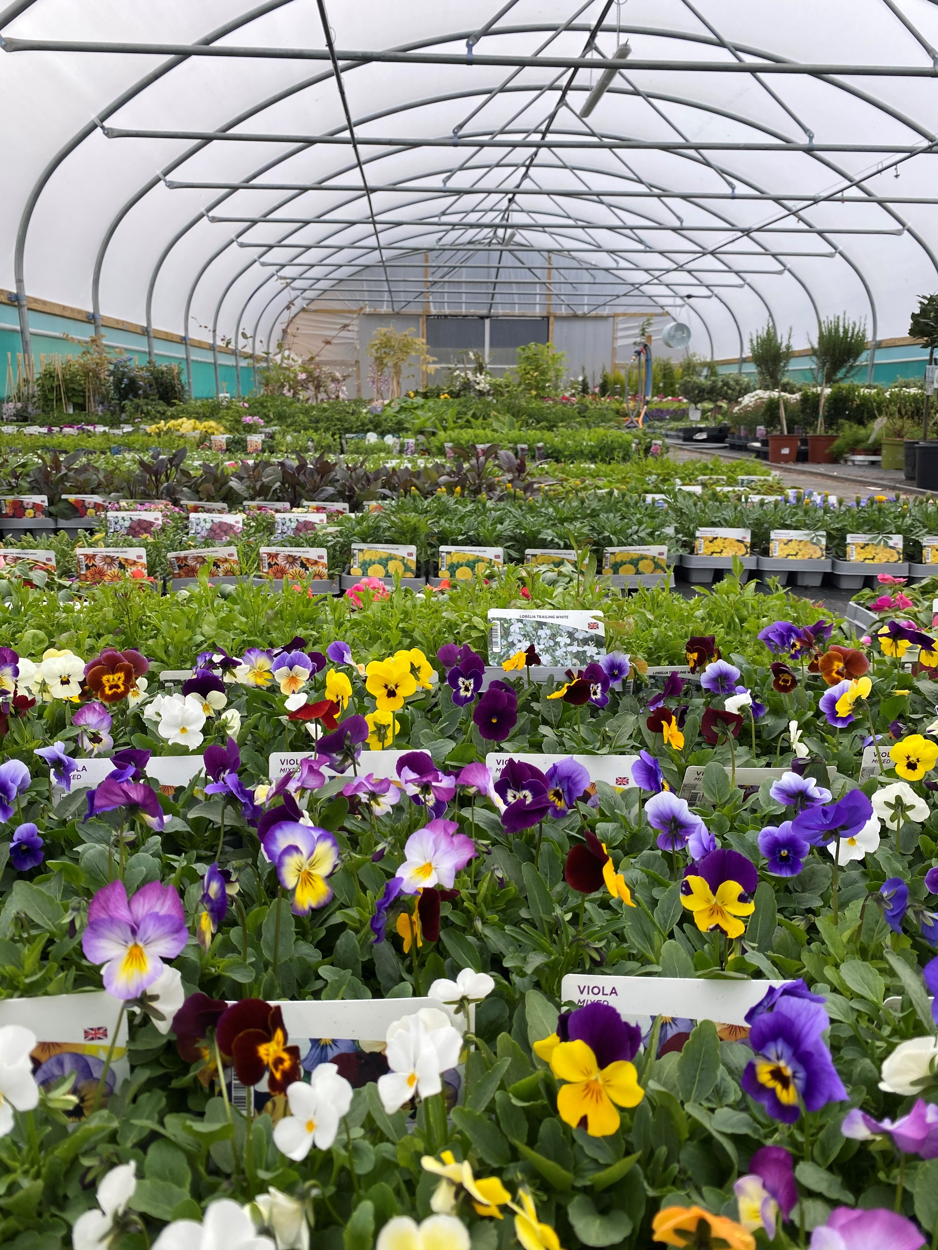 One of our tunnels full with seasonal plants