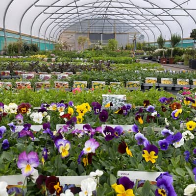 One of our tunnels full with seasonal plants
