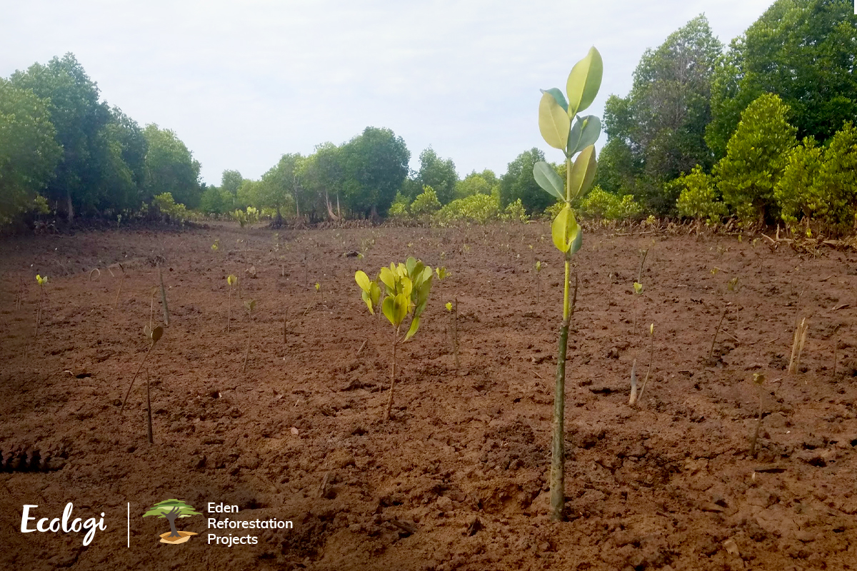 Reforestation in Madagascar