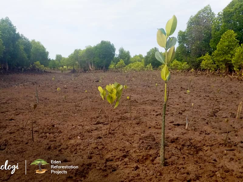 Reforestation in Madagascar