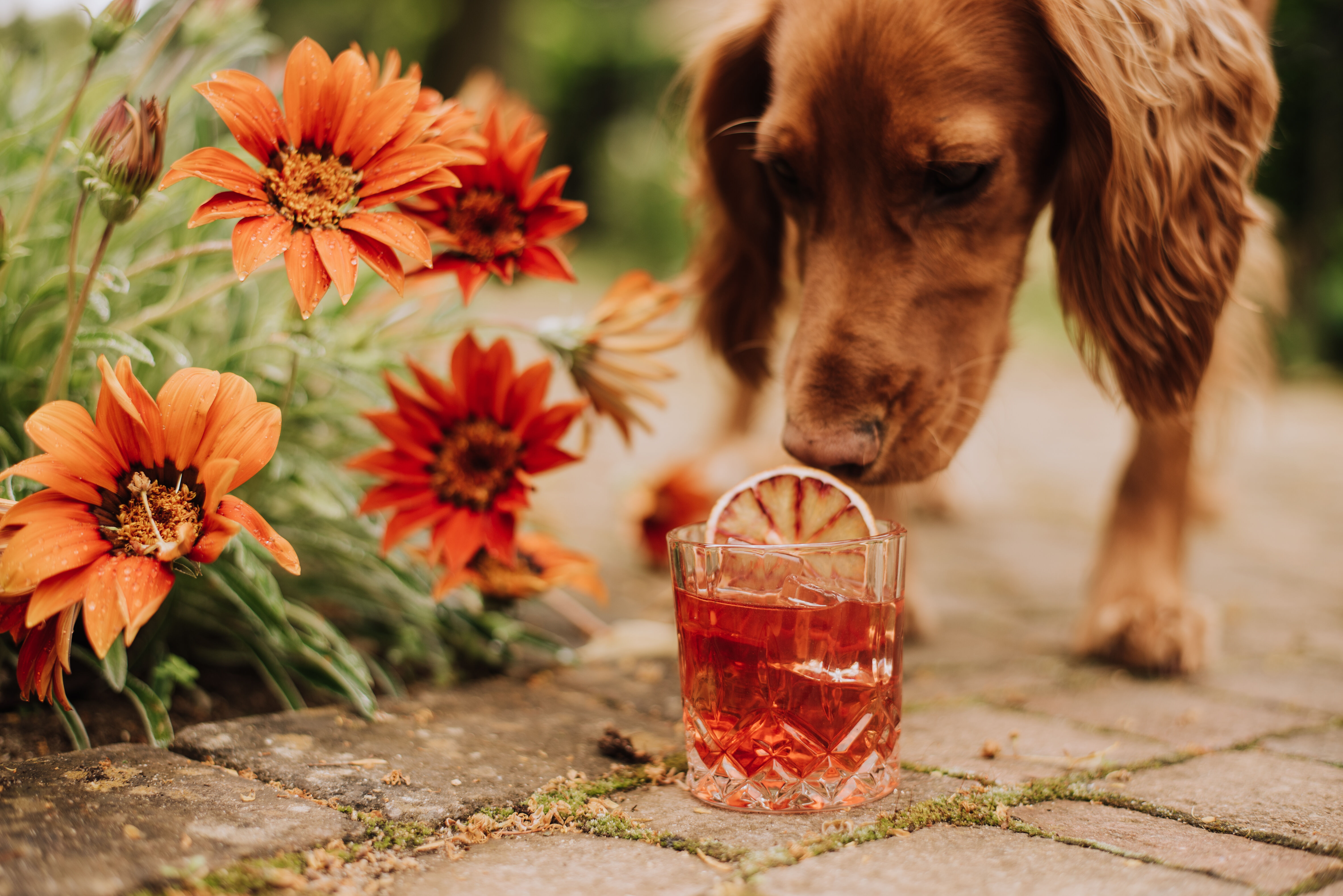 Edmunds Bottled Cocktail Negroni