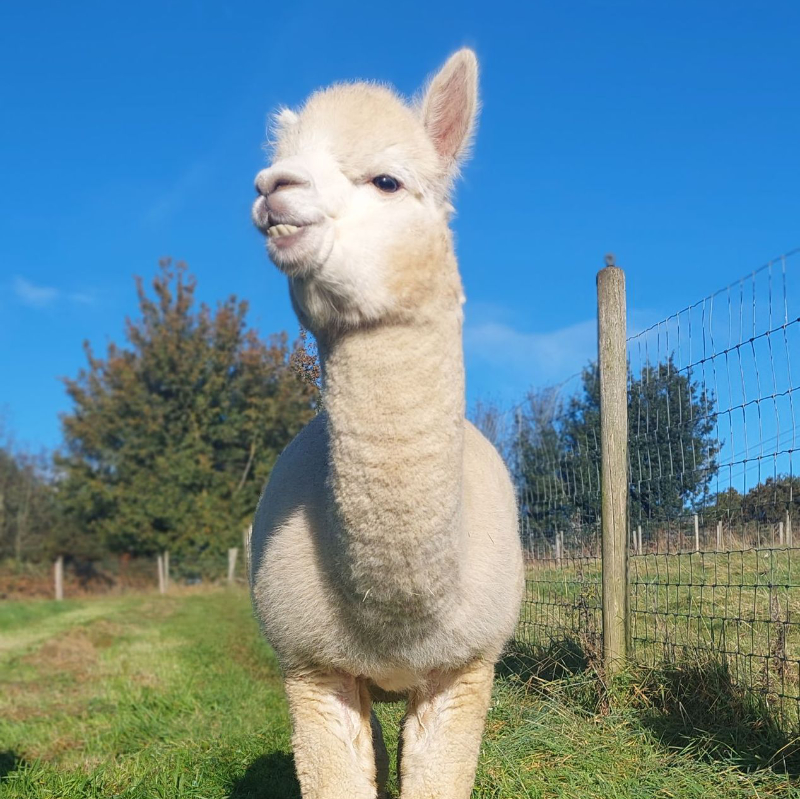 A white alpaca in a field against a bright blue sky