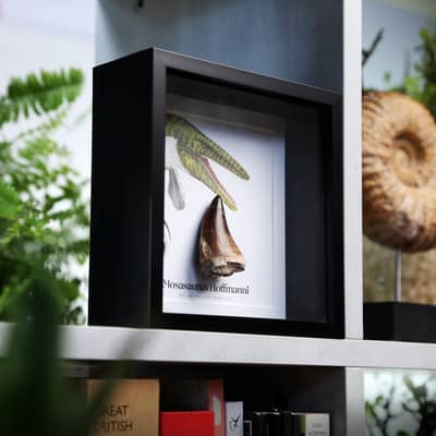 Mosasaurus Illustration