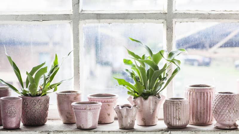 pink or green plant pots