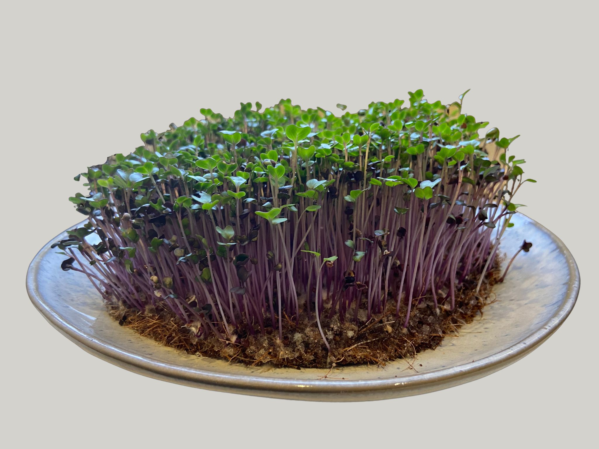 Windowsill fresh green