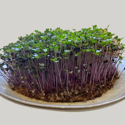 Windowsill fresh green