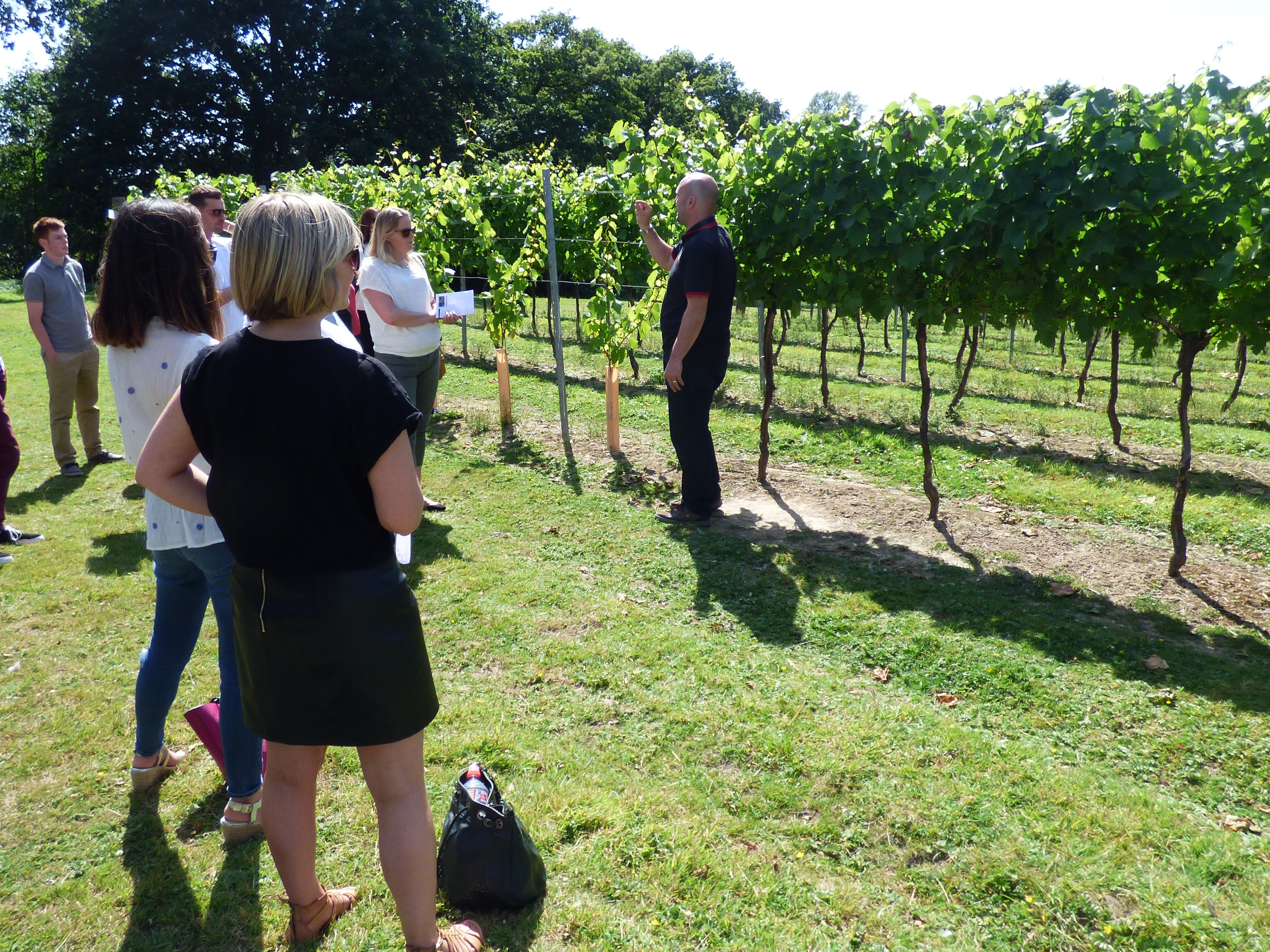 English Vineyard Tours