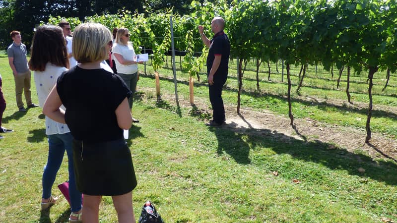 English Vineyard Tours