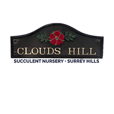 Clouds Hill Succulents logo