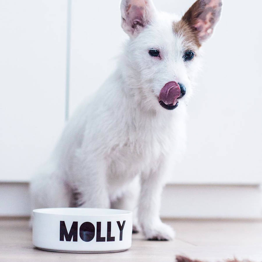 Personalised pet bowl with jack Russel dog by we love to create