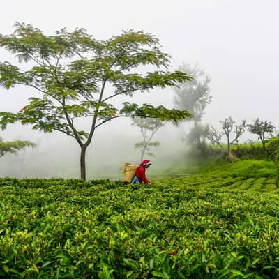 Tea Garden in Nepal