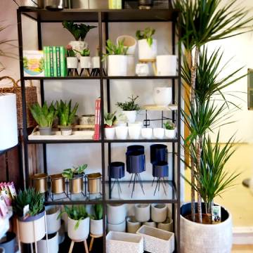 Pots, plants and so much more available from Pretty Cactus Plants 