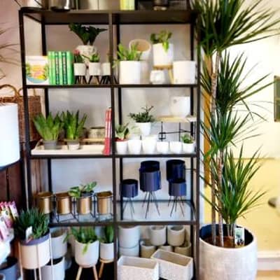 Pots, plants and so much more available from Pretty Cactus Plants