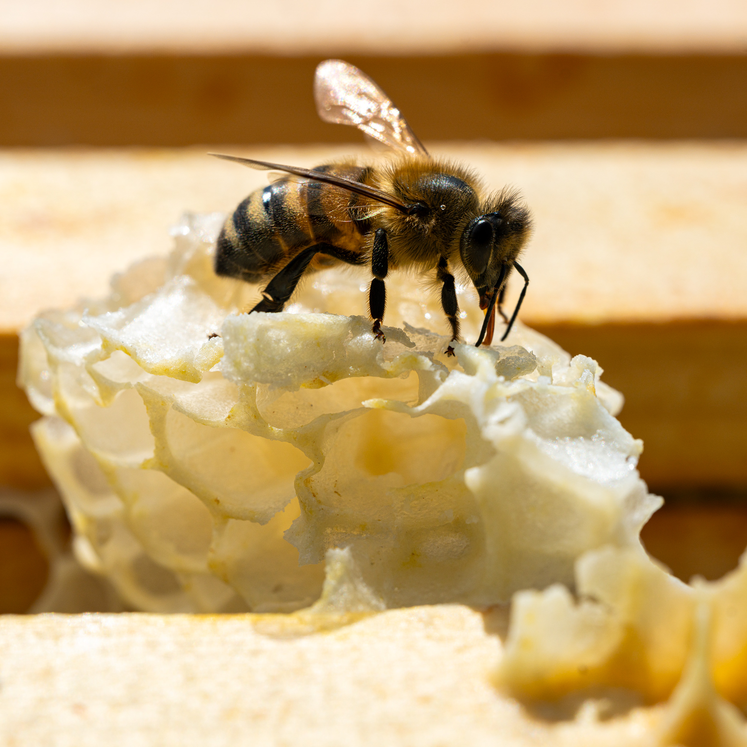 Honeybee resting on beeswax