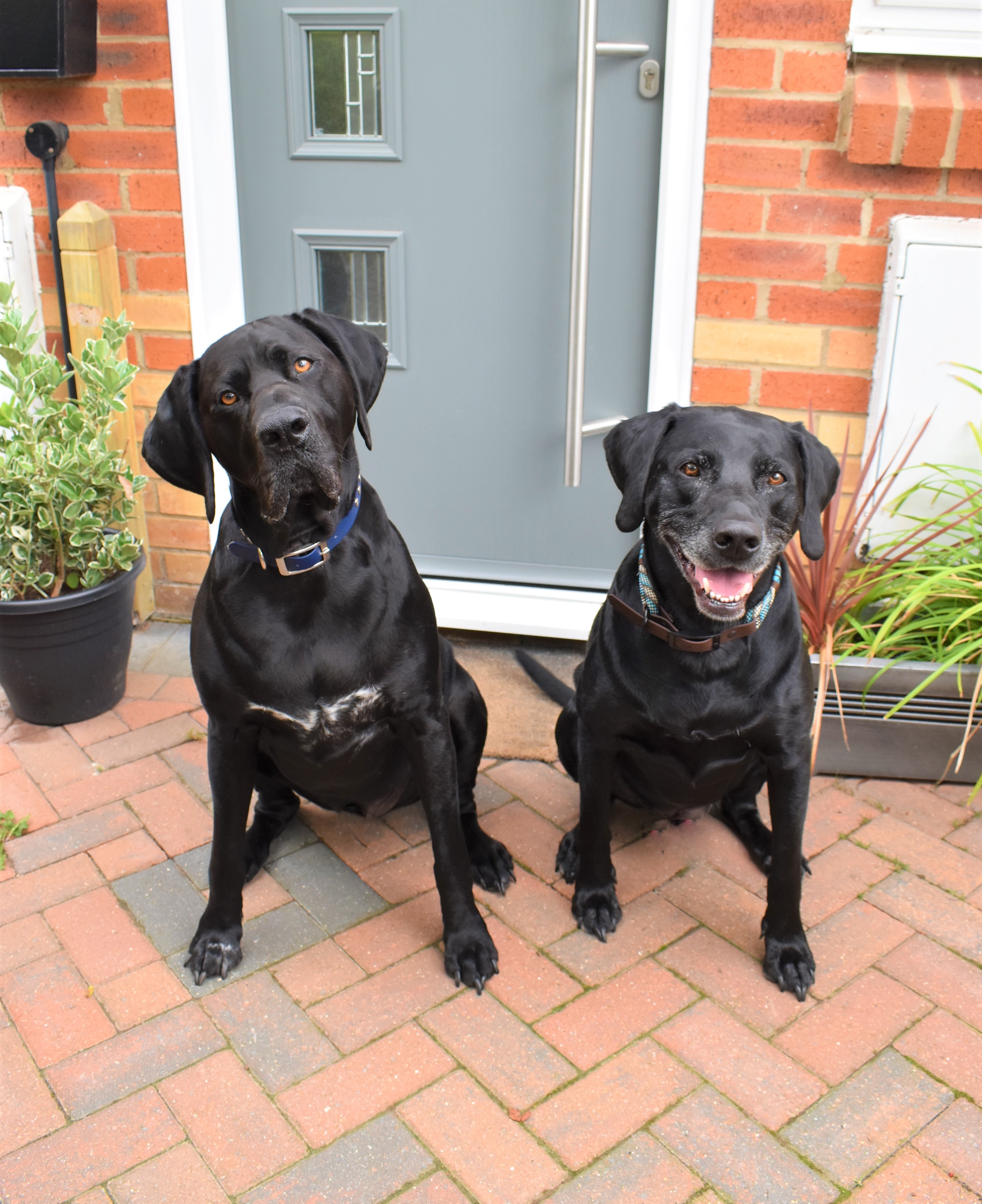 My Boys, the Inspiration behind Trinkety Paws