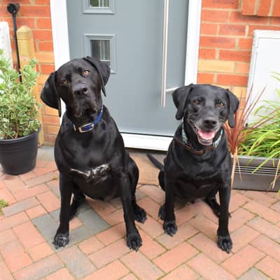 My Boys, the Inspiration behind Trinkety Paws