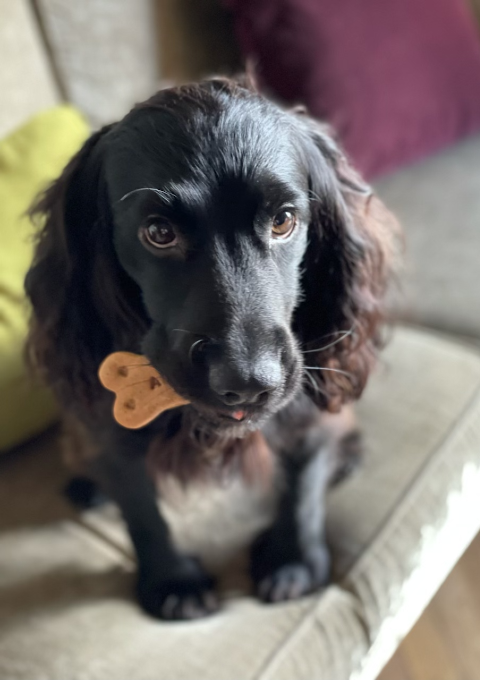 Personalised dog biscuit
