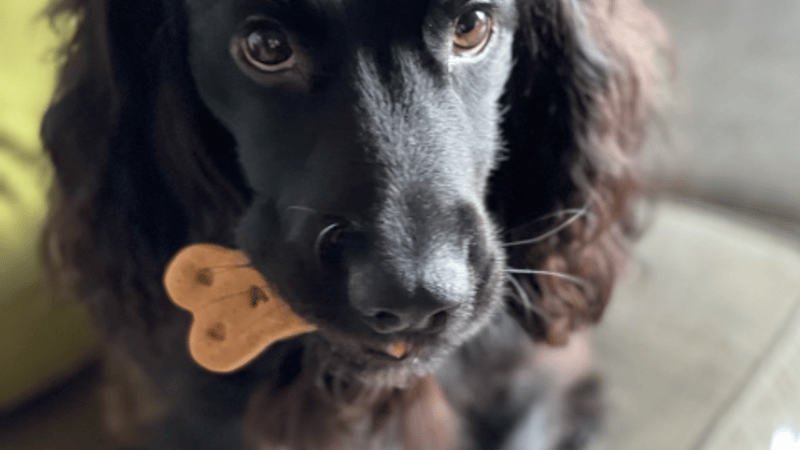 Personalised dog biscuit