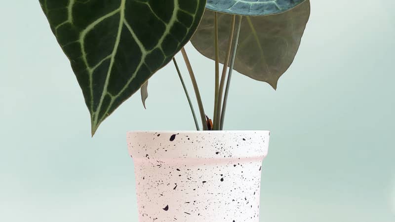 Hand Painted Personalised Baubles