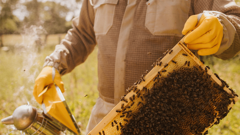 Beekeeper Andre Cardona checking hives in his Hertfordshire apiary