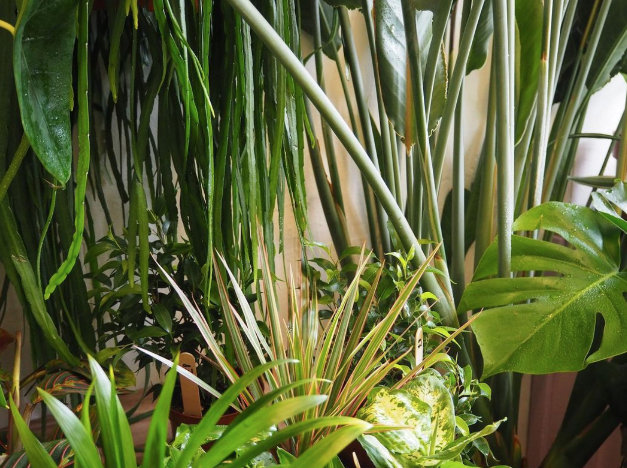 Our indoor jungle.. the home of healthy houseplants!