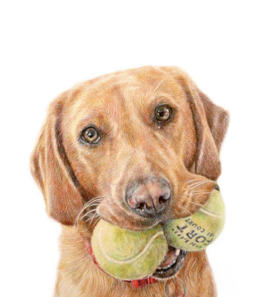 Custom pencil pet portrait drawing
