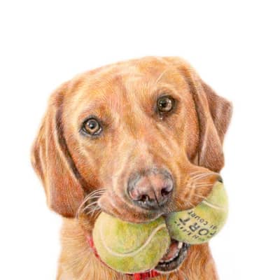 Custom pencil pet portrait drawing