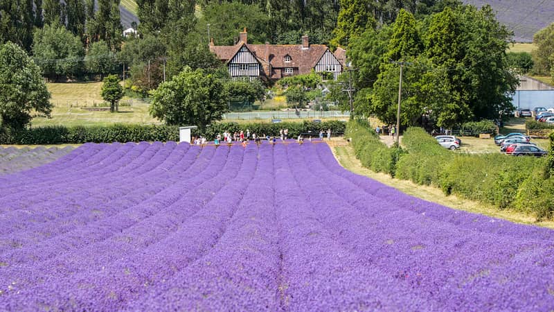 Castle Farm's Lavender in full bloom
