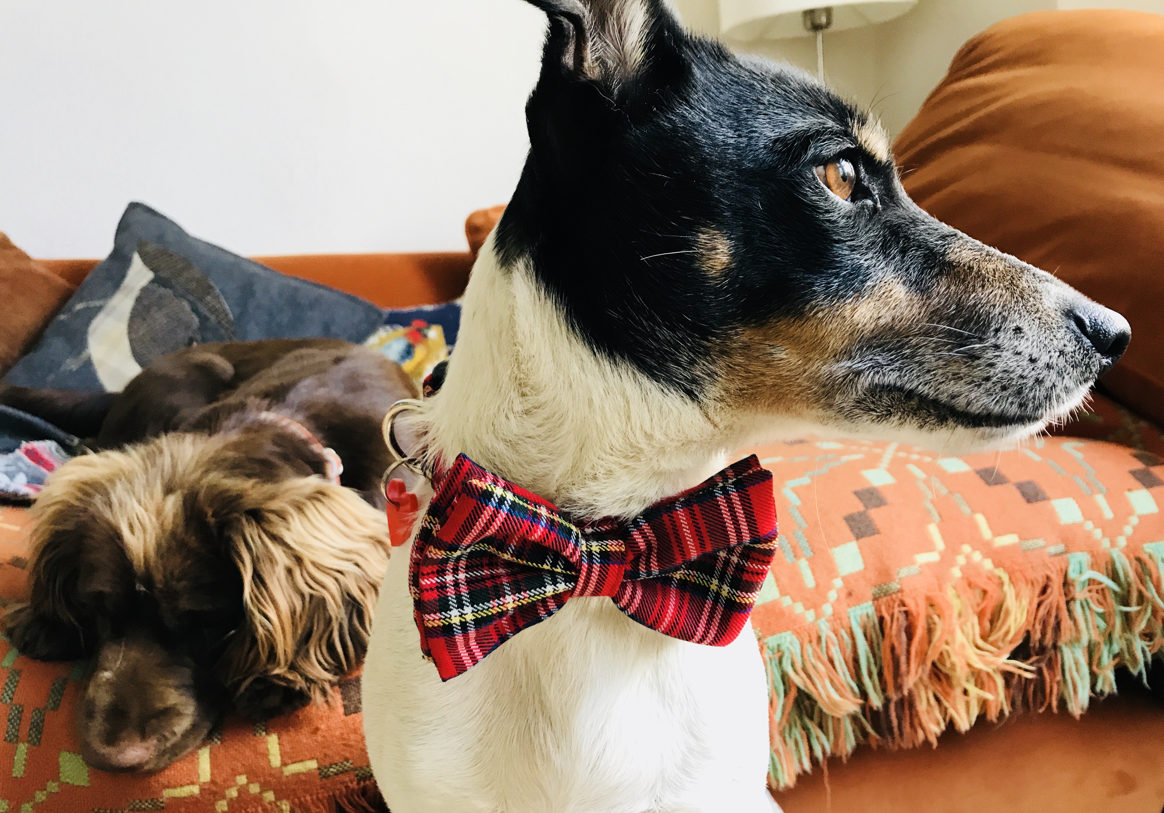 McFly Bow Tie Dog Collar