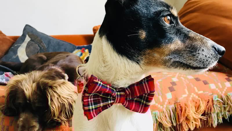McFly Bow Tie Dog Collar