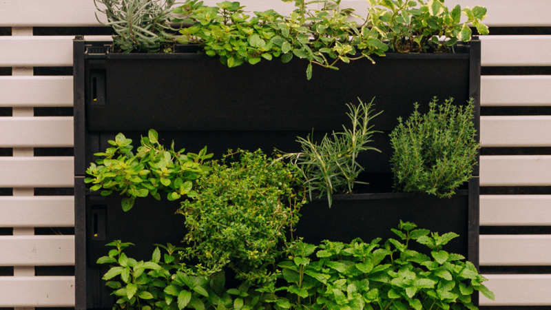 Image of a Herb Filled Living Wall with dining table in front