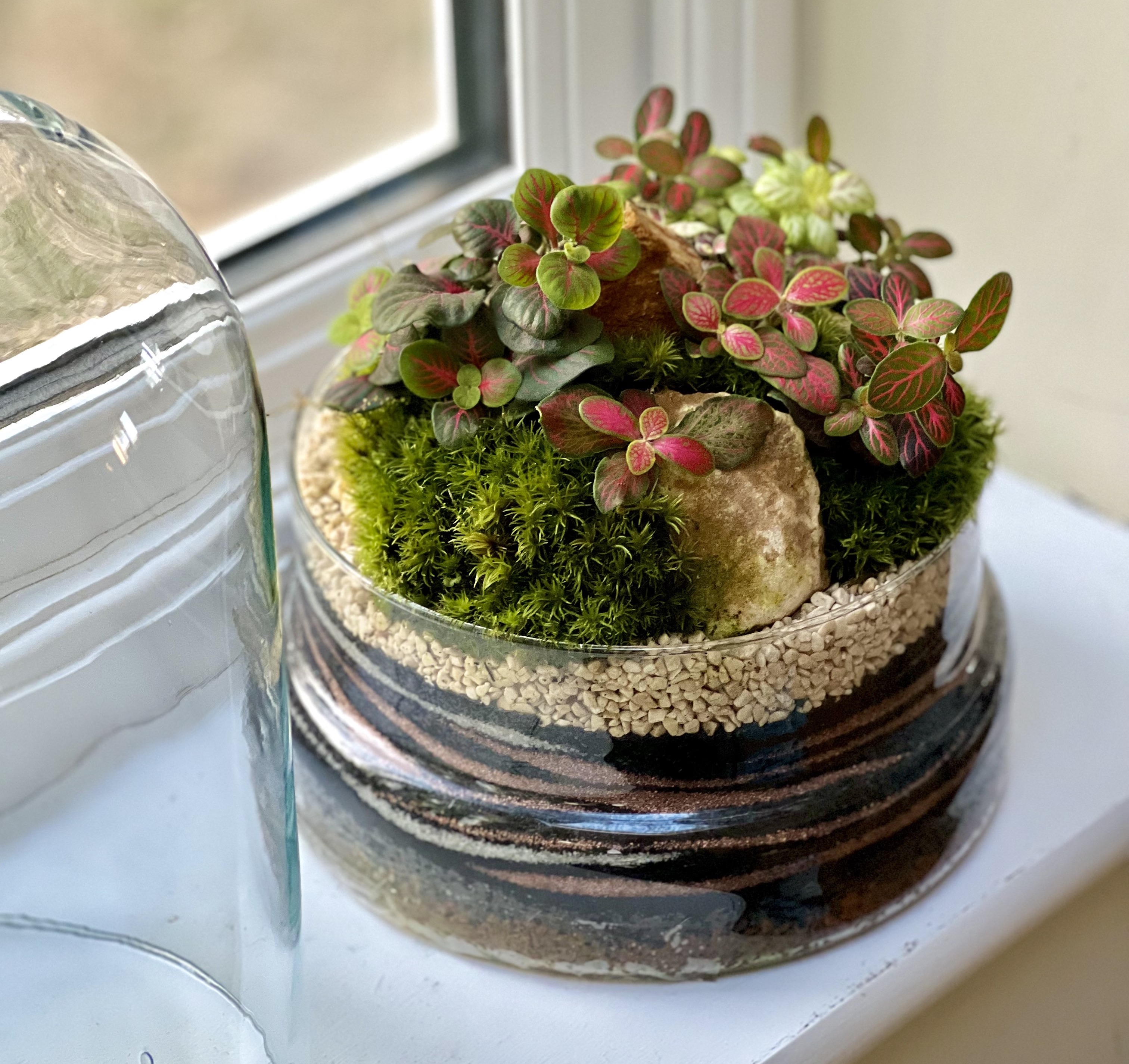 Fittonia Terrarium