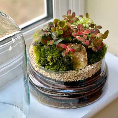Fittonia Terrarium