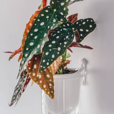 Frond Flo MOUNT self watering planter