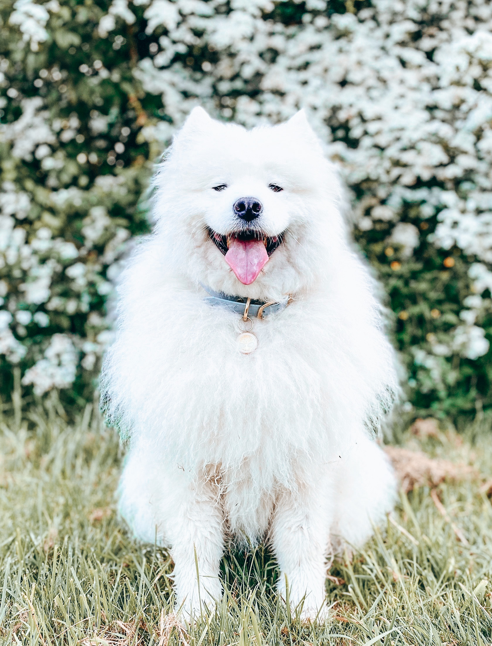 Dog, CEO of Snovargar, Nova, wearing light blue dog collar