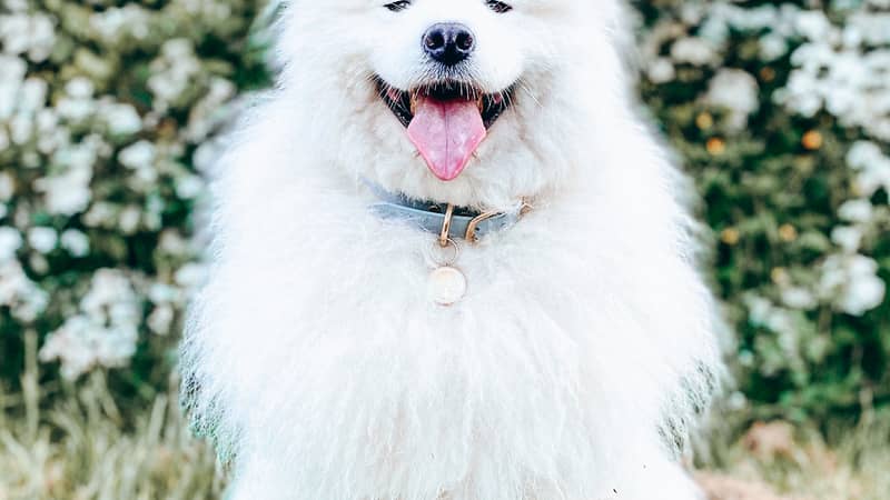 Dog, CEO of Snovargar, Nova, wearing light blue dog collar