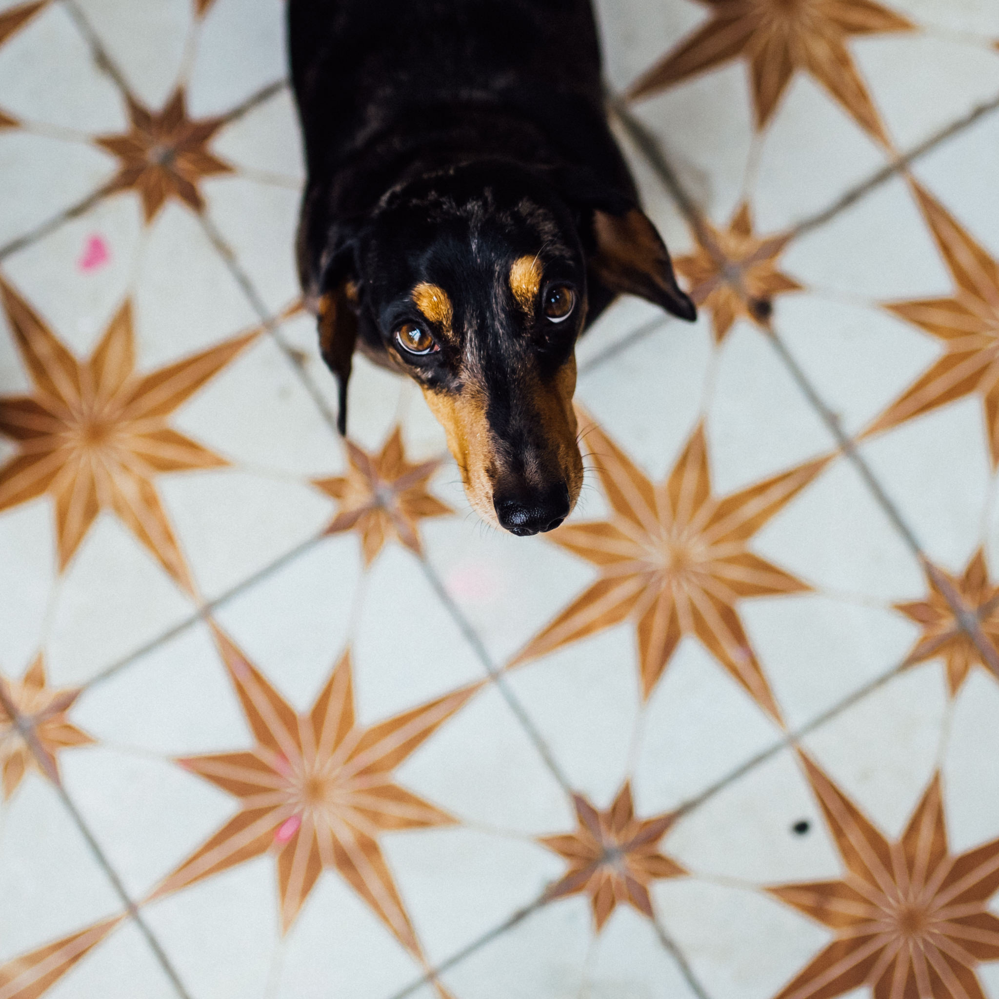 Hannah Carvell Dachshund