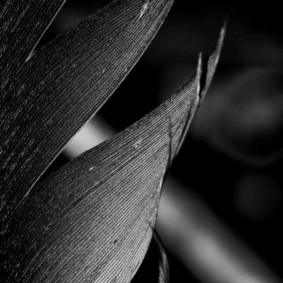 Sarah loves photographing natures details.