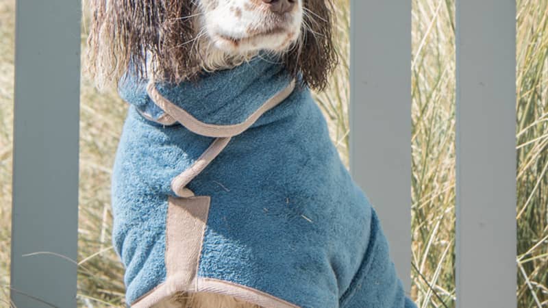 blue dog drying coat