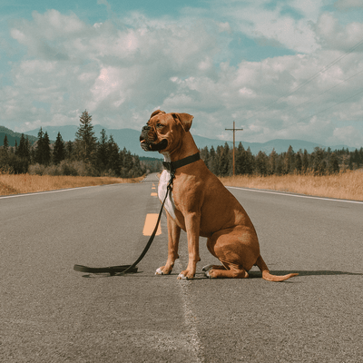 leather dog collar and lead set