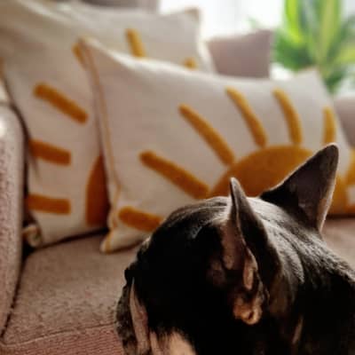 Rebel the Frenchie - brand mascot