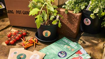 beginner grow your own veg kit