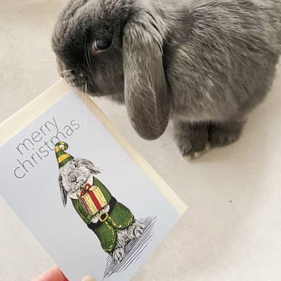 An adorable bunny alongside an adorable bunny greeting card