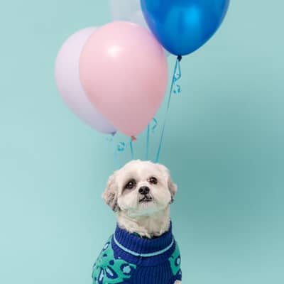 Hotdog Dog Model with Balloons image