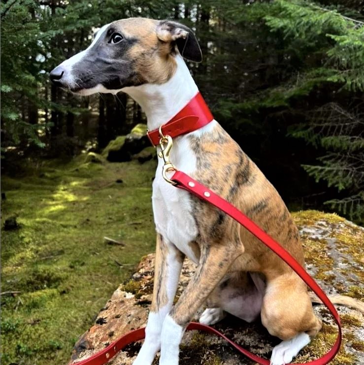 Leather Dog Collar and Leather Dog Lead - a perfect handmade, personalised gift for Sighthounds, particularly Greyhounds, Whippets and Lurchers