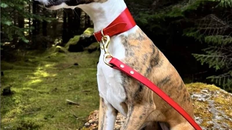Leather Dog Collar and Leather Dog Lead - a perfect handmade, personalised gift for Sighthounds, particularly Greyhounds, Whippets and Lurchers