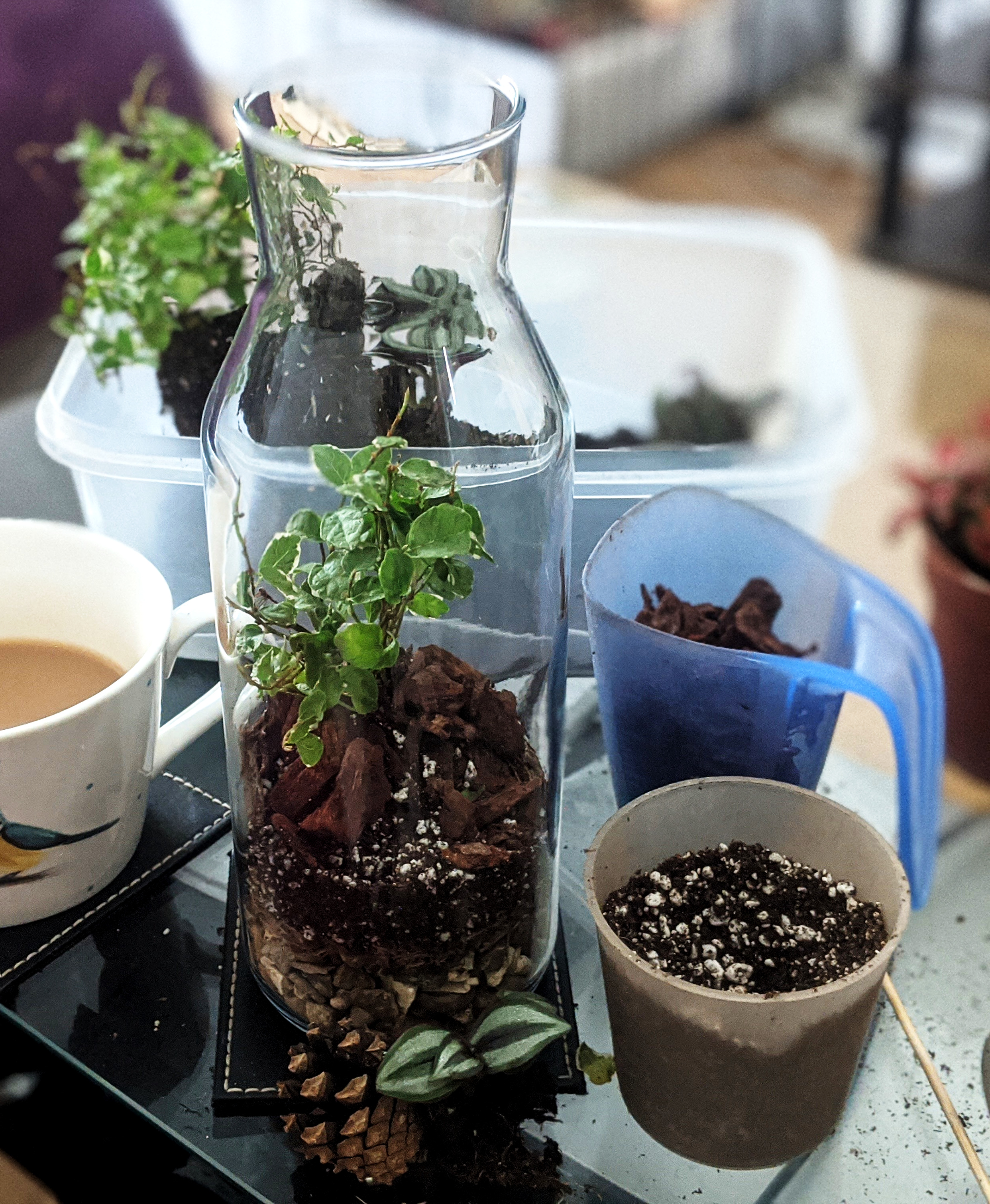 Humble beginnings, creating terrariums in my living room in 2020